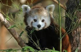 Salzburg Zoo Hellbrunn